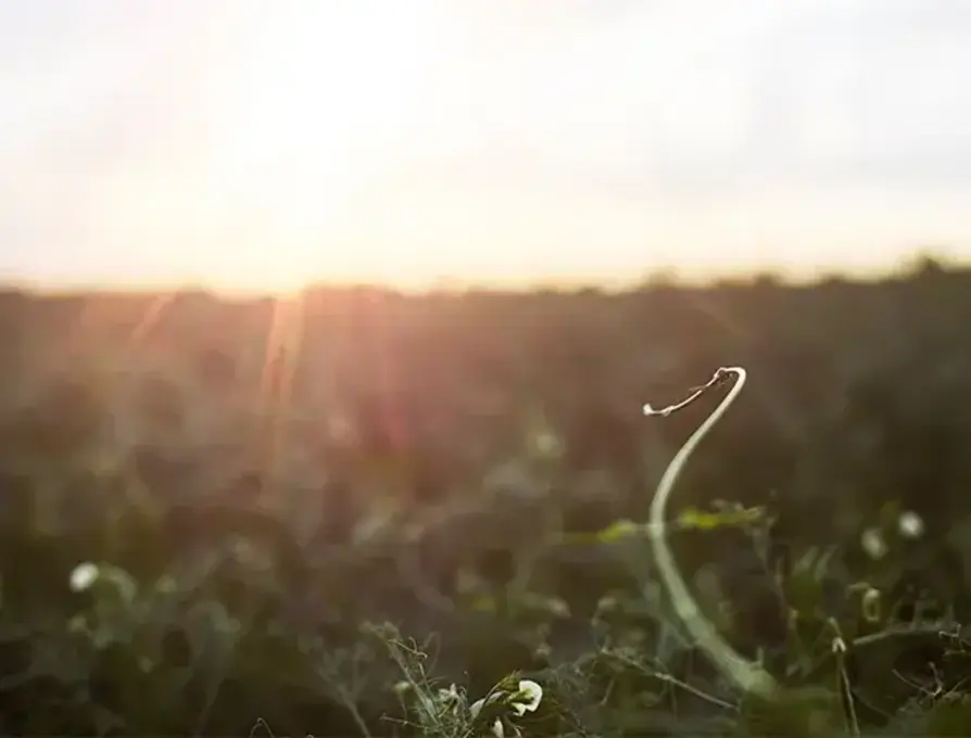 Plant Powerhouse: Unleashing the Potential of Pea Protein