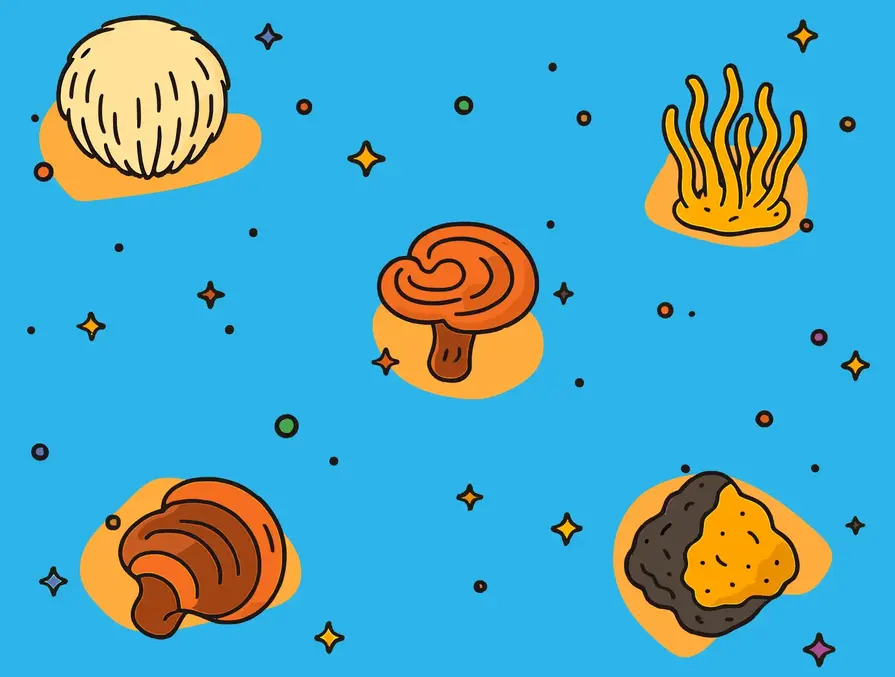 Different Types of Functional Mushrooms and Their Benefits