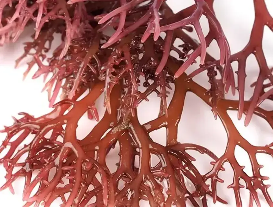 Demystifying Carrageenan