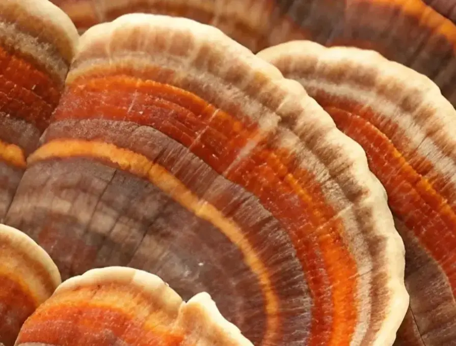 Article We’re Reading: Mycelium vs. Fruiting Body — What the Science Actually Says
