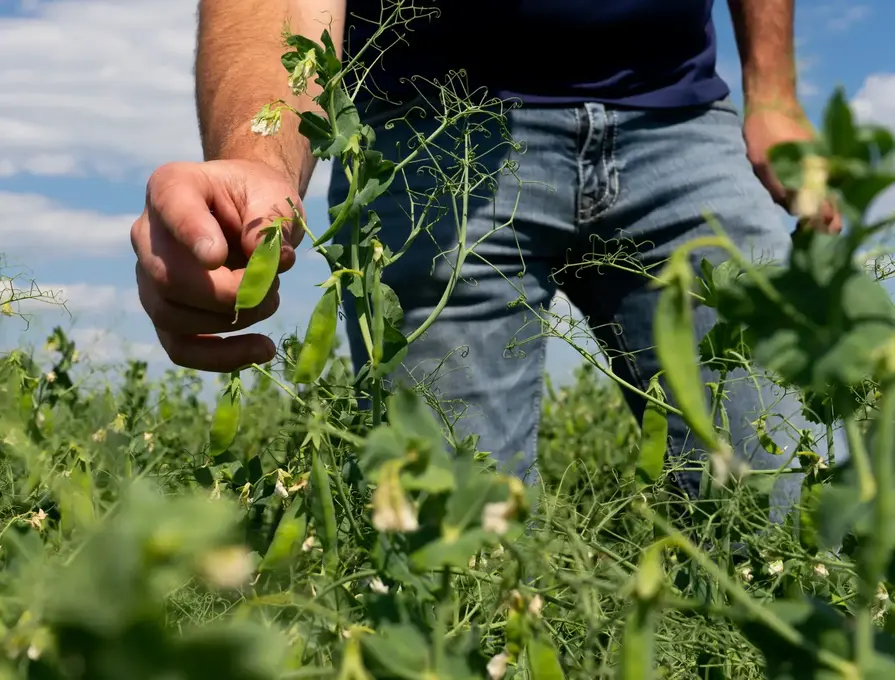 Pea Protein Power: A Deep Dive into Its Versatility and Nutritional Value