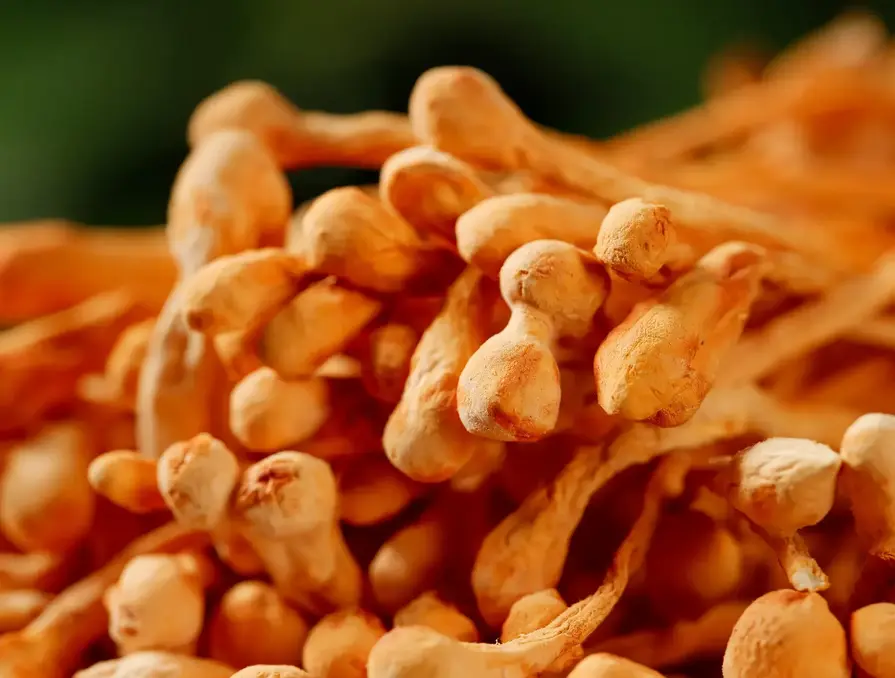 Adaptogens for Everyday Wellness and Stress Support