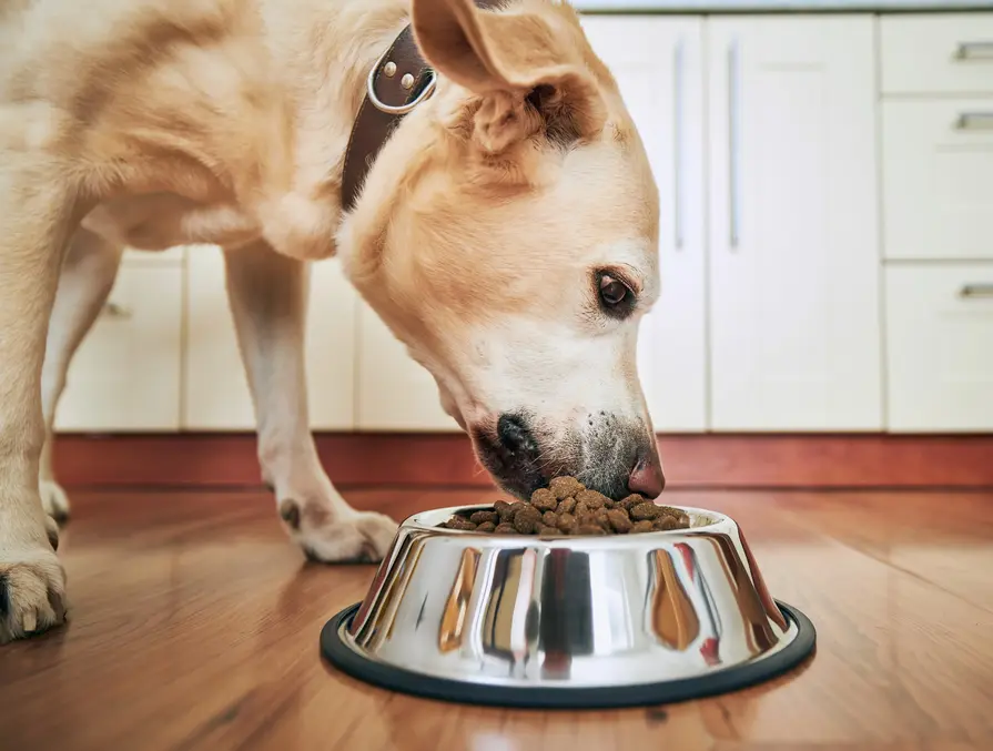 How the Modern Pet Owner Is Redefining Formulation
