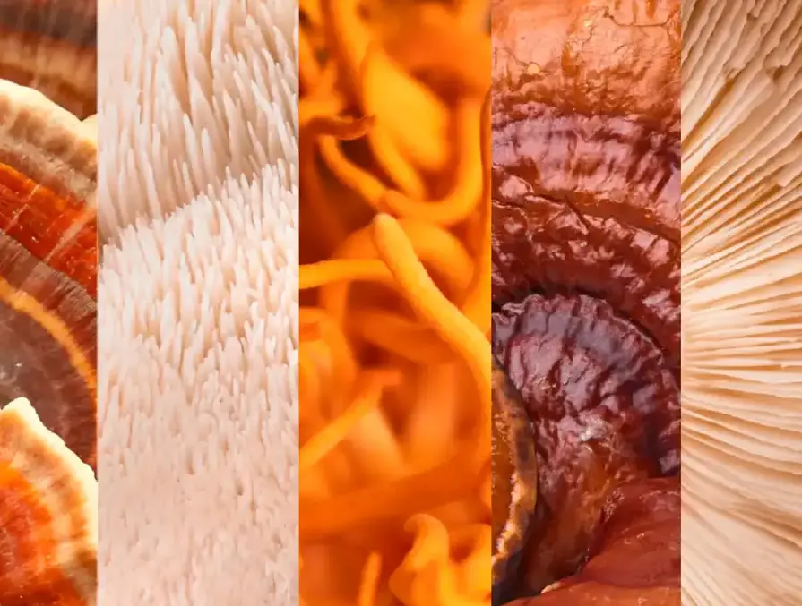 Palmer Holland Announces New Partnership with M2 Ingredients