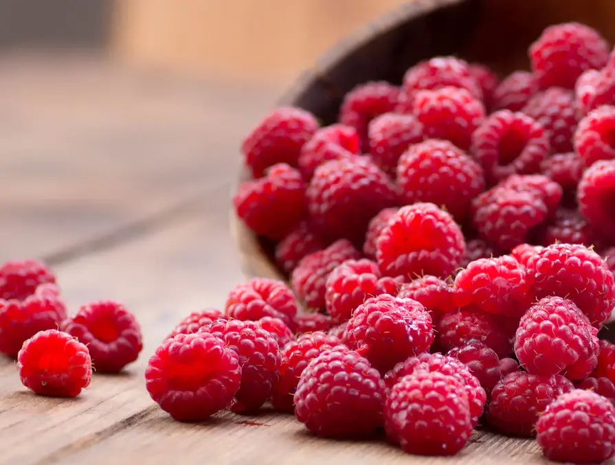 Understanding Fiber’s Role in Nutrition