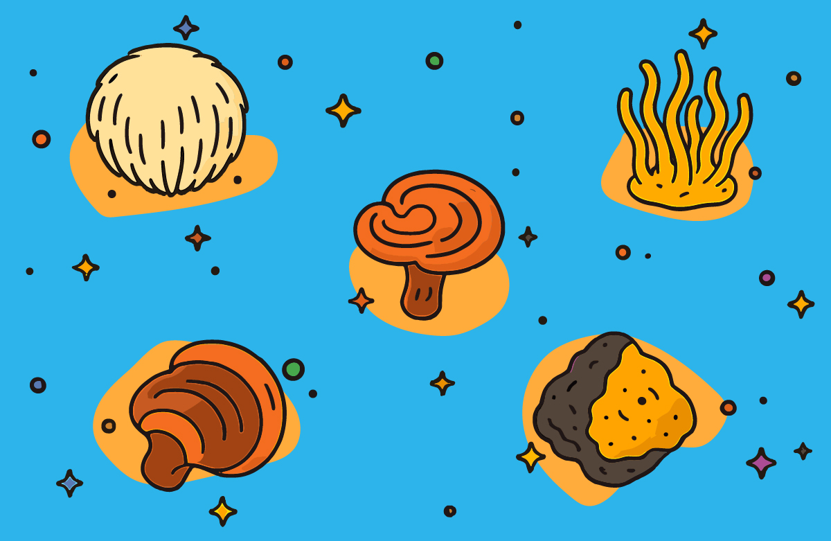 Functional mushrooms are rapidly transitioning from niche supplements to mainstream products in food, beverage, and wellness formulations. As consumers grow more aware of holistic health and natural performance aids, brands are turning to these powerful fungi to deliver targeted benefits.